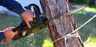  Fairview, CA Tree Care Pros