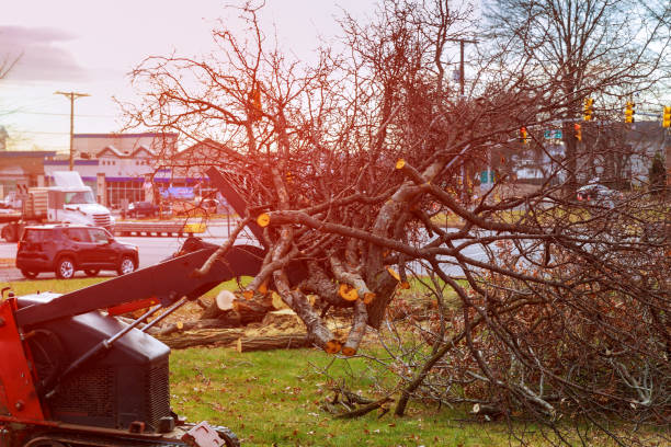 Best Firewood Processing and Delivery  in Fairview, CA
