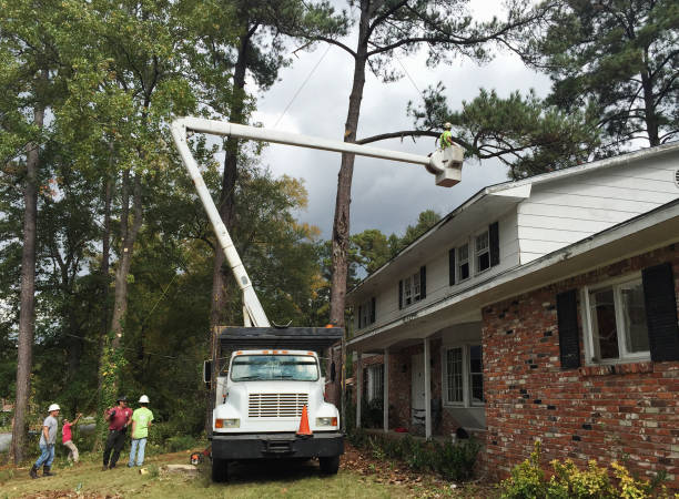 Best Tree Disease Treatment  in Fairview, CA