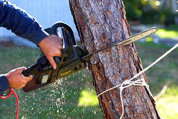 Best Hedge Trimming  in Fairview, CA