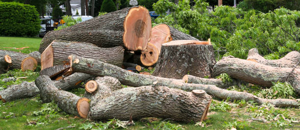 Best Root Management and Removal  in Fairview, CA