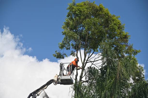 Mulching Services in Fairview, CA