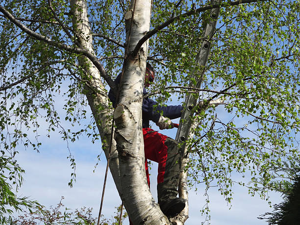 Best Tree Removal  in Fairview, CA