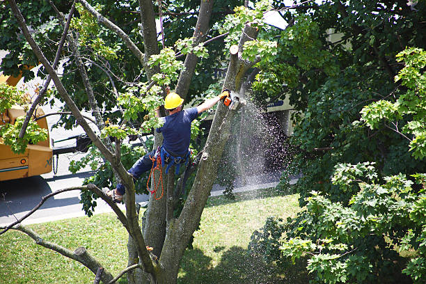 Best Fruit Tree Pruning  in Fairview, CA