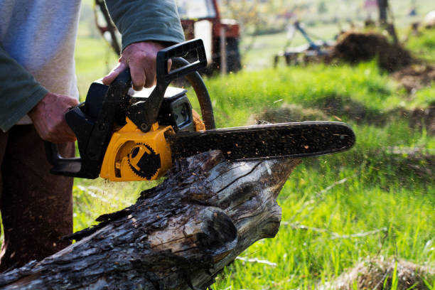 Best Lawn Disease Treatment  in Fairview, CA