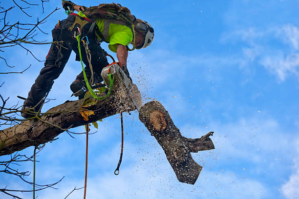 How Our Tree Care Process Works  in  Fairview, CA