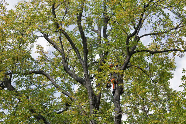 Best Commercial Tree Services  in Fairview, CA